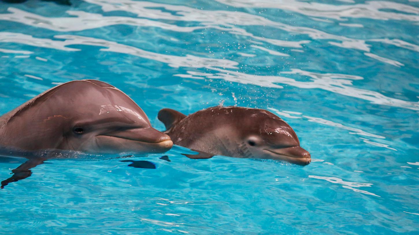 Delfinkalb Nami schwimmt im Tiergarten in Nürnberg keck neben seiner Mutter Sunny durch das Becken.