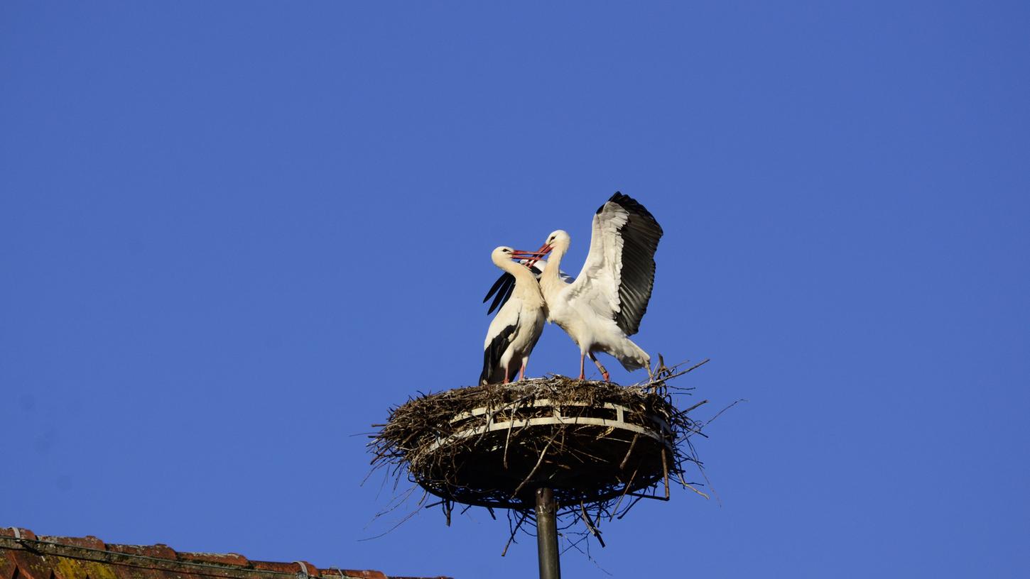 Der Herzogenauracher Storch hat seine neue Liebe in Spanien gefunden.