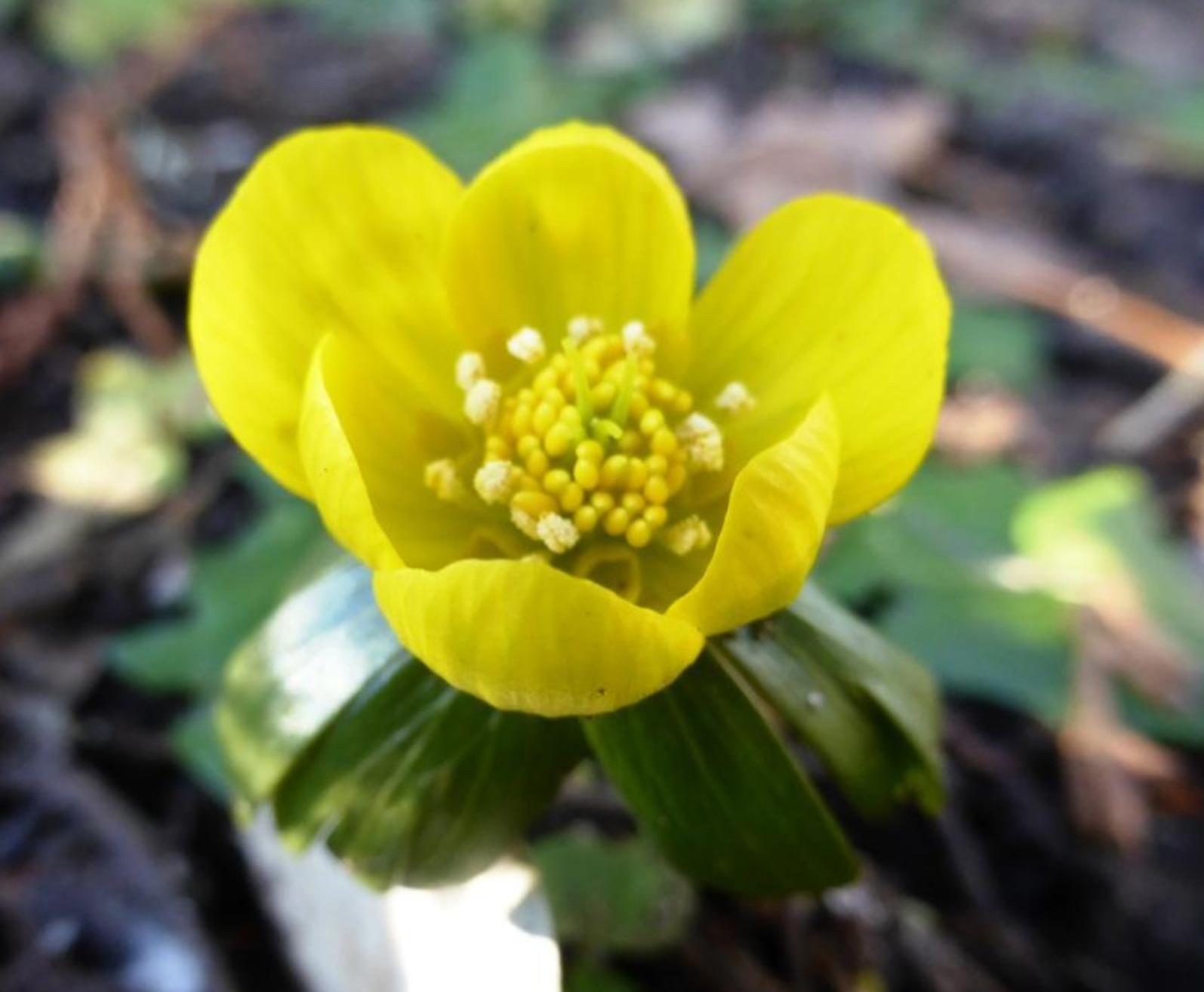 Blumen Wollen Den Fruhling Bringen Pegnitz Nordbayern De