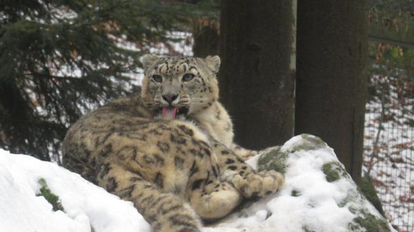 Die illegale, aber lukrative Pelzjagd hat die Bestände des Schneeleoparden erheblich reduziert. Obwohl die Raubkatze überall unter Schutz steht, ist Wilderei immer noch ein Problem, das ihn weiter gefährdet.