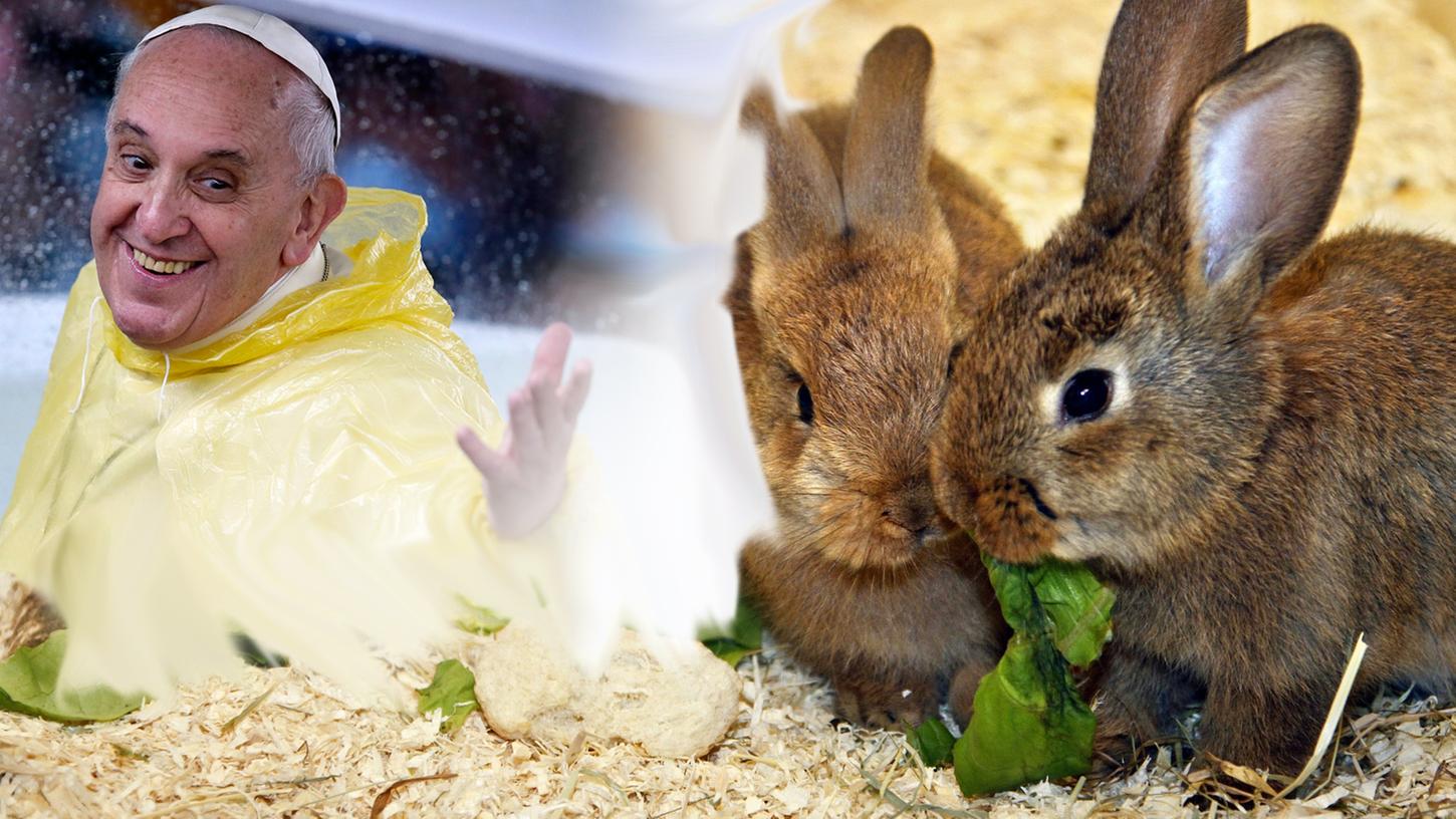 So unterschiedlich wie in der Farbgebung, so verschieden sind Kaninchen auch in ihrem Paarungsverhalten. So unterschiedlich wie in der Farbgebung, so verschieden sind Kaninchen auch in ihrem Paarungsverhalten.
