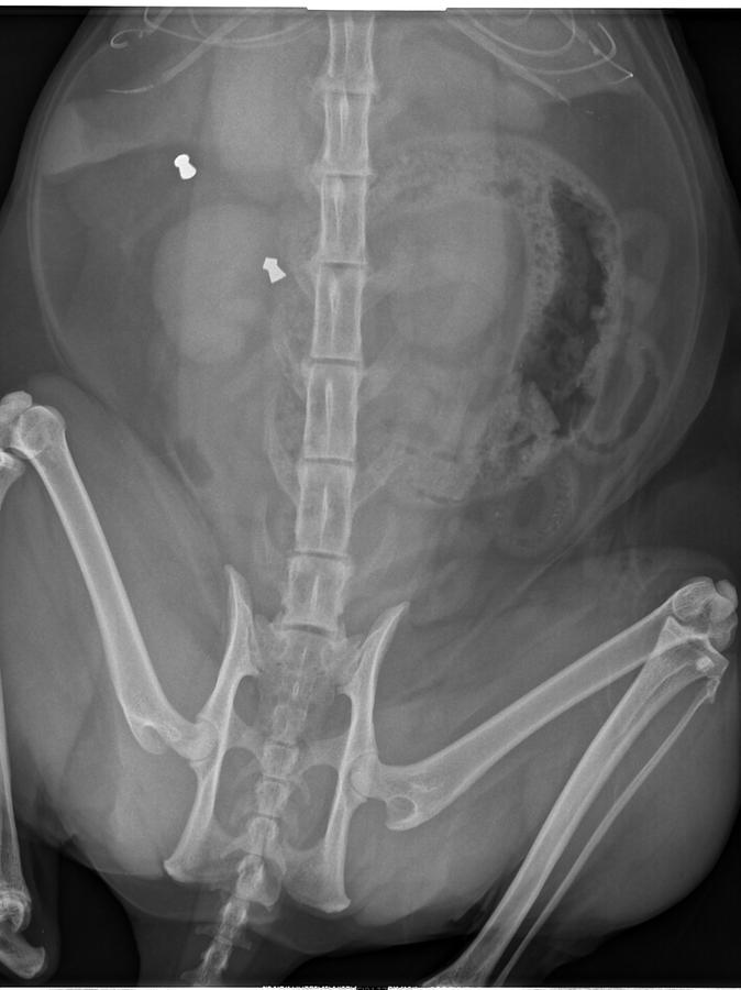 Das Röntgenbild mit Sicht auf zwei Projektile, die im Körper von Max stecken.