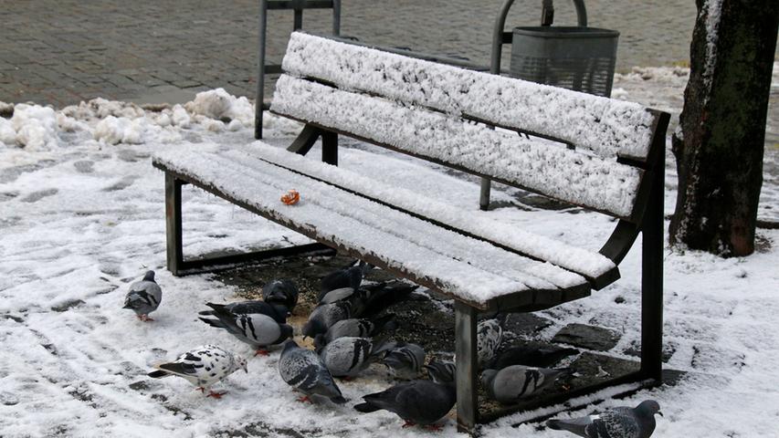 Das kalte Wetter macht den Tauben in Neumarkt nichts. Weshalb auch, wenn ein unbekannter Spender ein paar Happen an der Bank platziert?