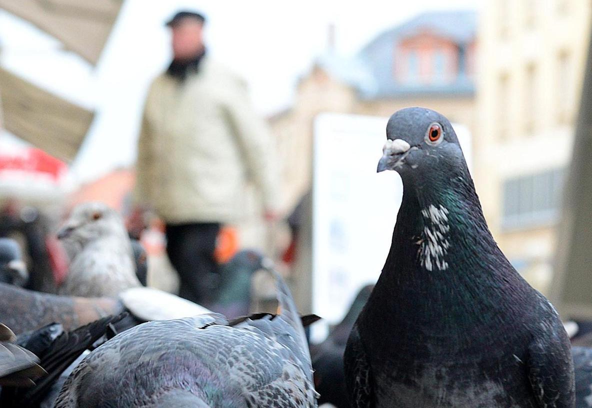 Urbane Vorzüge: Vögel fühlen sich wohl in der Fürther City