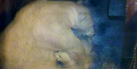 Die Aufnahme der Gehegekamera in der Wurfhöhle zeigt, wie Mutter Vera den kleinen Eisbären stillt.