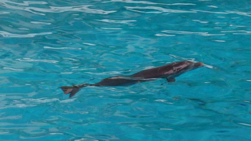 Der quirlige Delfin kann bereits von den Besuchern bewundert werden.