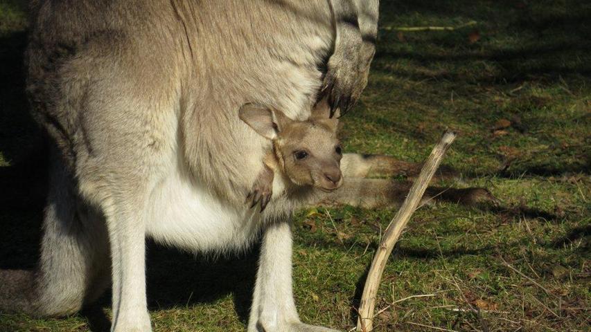 Das Känguru-Baby im Nürnberger Tiergarten wurde im November 2014 geboren. Oft ist das genaue Datum einer Kängurugeburt schwer zu bestimmen, denn bereits nach 20 bis 40 Tagen Trächtigkeit kommt ein Känguru-Baby zur Welt. Es krabbelt dann in den Beutel der Mutter und bleibt da viele Monate. Nach etwa 8 Monaten ist es dann zu groß für den Beutel.