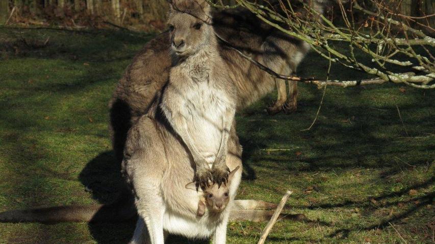 Nach etwa sechs Monaten im Beutel verlässt das Känguru-Baby allerdings ab und an schon sein wohlig-warmes Heim - ganz zur Freude der Tiergarten-Besucher.