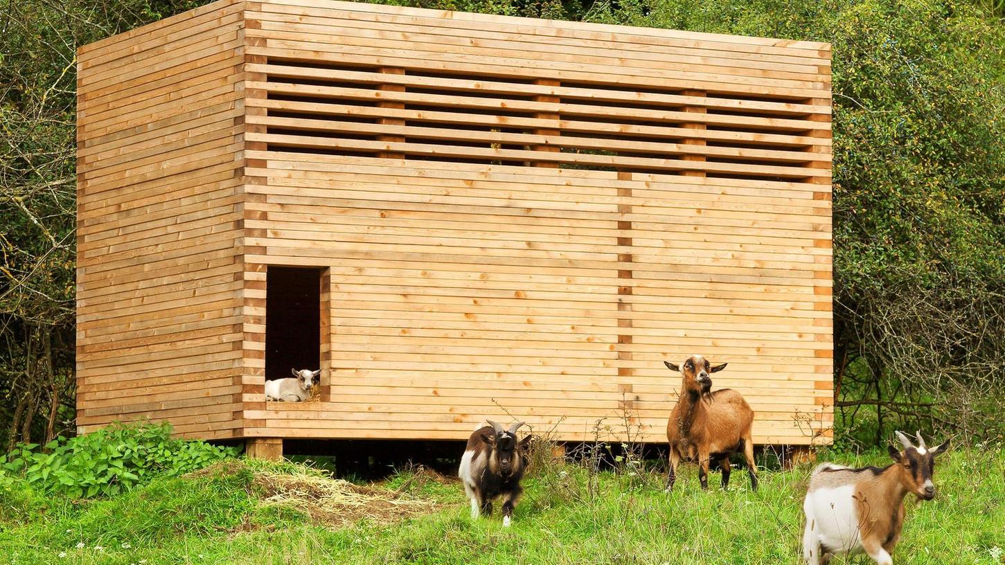Seubersdorfer Ziegen leben in preisgekröntem Stall
