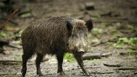 Eine Wildschweinrotte hatte sich auf die Autobahn verirrt und löste einen Unfall aus.
Eine Wildschweinrotte hatte sich auf die Autobahn verirrt und löste einen Unfall aus.