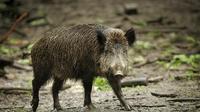 Der Zusammenprall eines Autos mit einem Wildschwein (Symbolbild) kann fürs Tier tödlich, aber auch für die Autoinsassen sehr gefährlich werden.