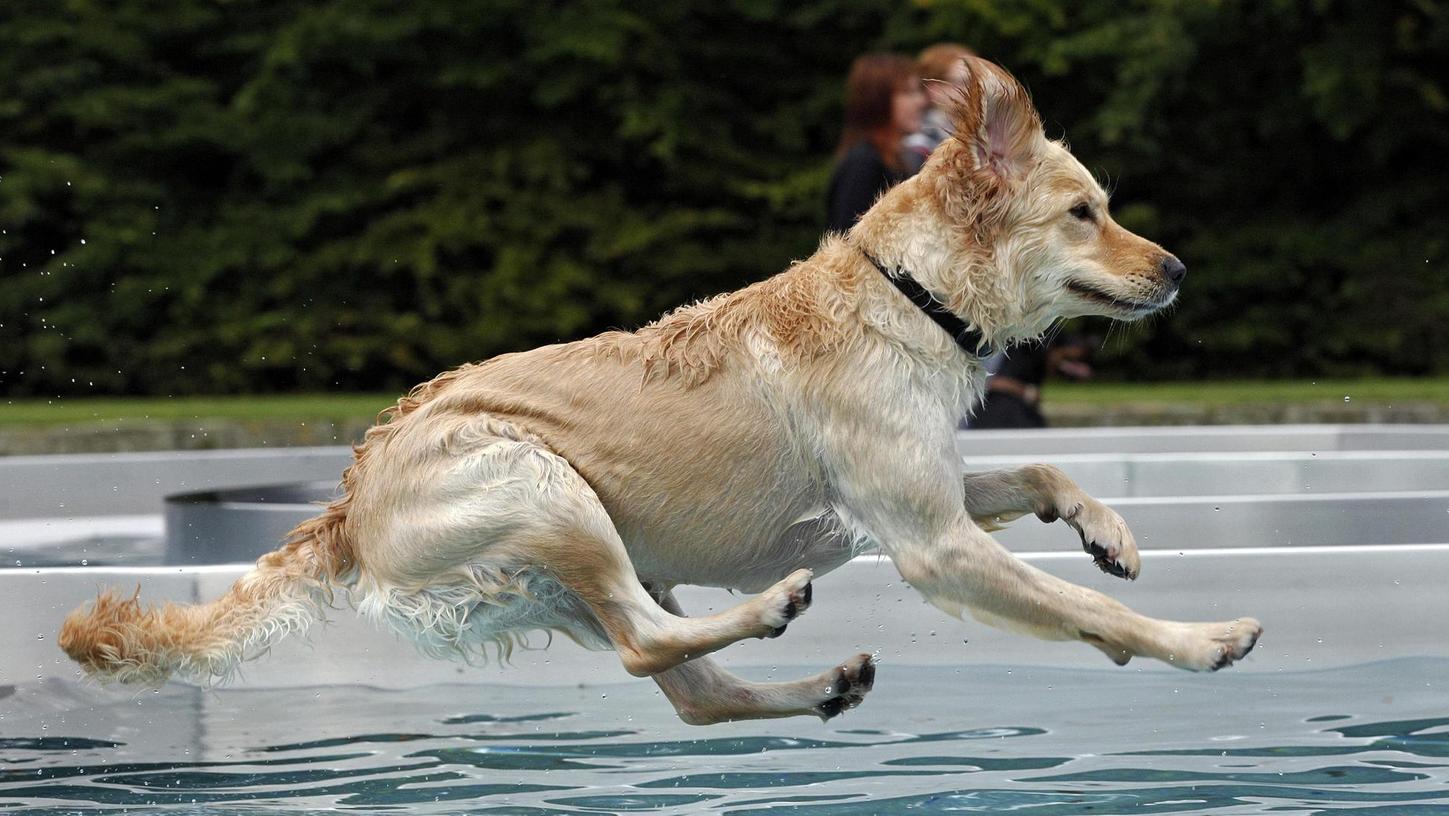 Und ab ins kühle Nass: Schwimmtag für Hunde geplant