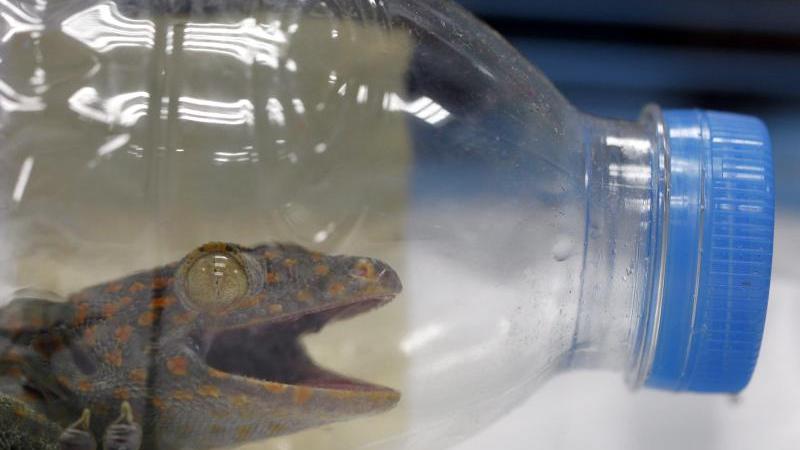 Unfreiwillige Ausreise per Flaschenpost: Zwei Japaner hatten versucht 144 kleine Tiere, darunter diesen Gecko, aus Thailand in ihr Heimatland zu schmuggeln.