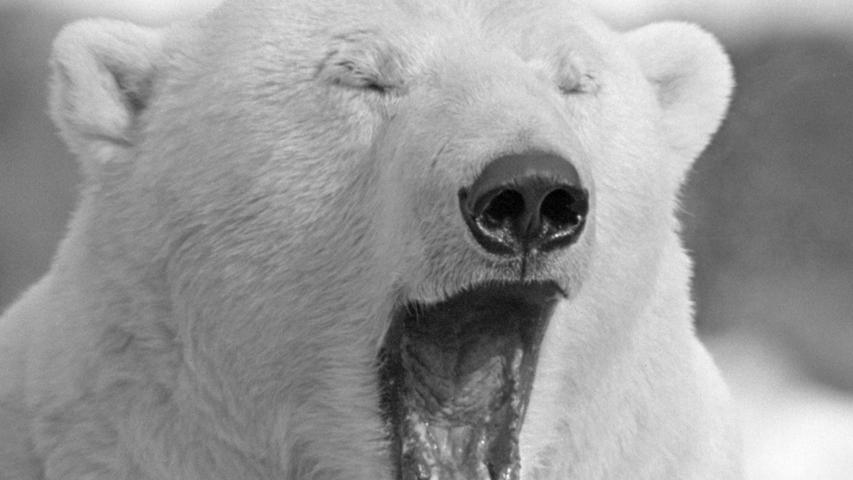 Ausgezeichnete Kost und hohes Alter entschuldigen das Phlegma der Eisbären, dagegen herrscht bei den Seelöwen im Nürnberger Tiergarten munteres Treiben. Selbst die Känguruhs kommen gut mit der europäischen Kälte zurecht.