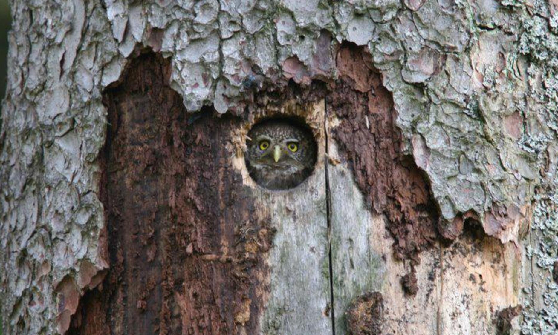 Heimat Fur Heimische Tiere Hohlen In Alten Baumen Neumarkt Nordbayern De