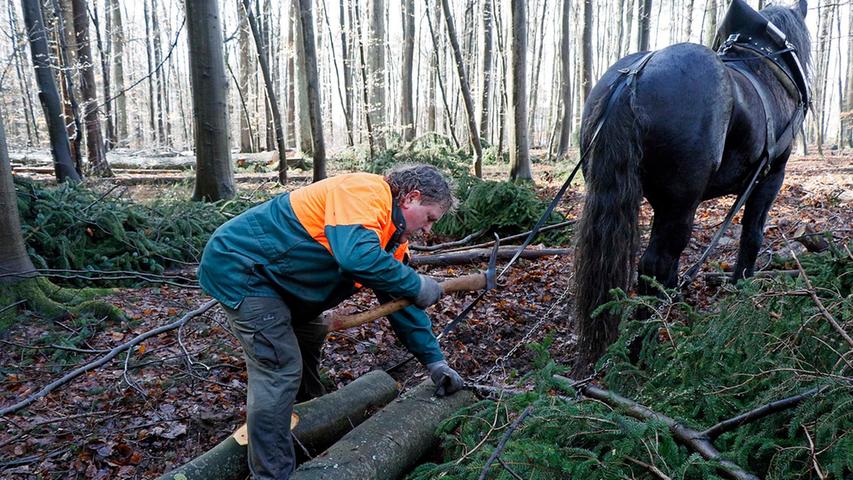 Pferd Fritz zieht durch: Unterstützung bei der Holzrückung
