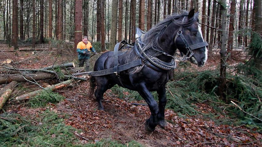 Pferd Fritz zieht durch: Unterstützung bei der Holzrückung