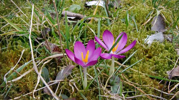 Tulpen, Narzissen und Zierlauch halten sich länger und prächtiger im Garten, wenn sie ausreichend mit Nährstoffen versorgt sind. Deshalb sollte man den Pflanzen kurz nach ihrem Austreten aus dem Boden Dünger geben. Am besten, wenn sie drei bis vier Zentimeter aus der Erde herausschauen. Gut geeignet ist ein sogenannter Volldünger, der aber wenig Stickstoff enthält. Ein Tomatendünger zum Beispiel ist ideal. Warum aber sollten Blumenzwiebeln überhaupt eine Dosis bekommen? Weil die Zwiebeln Nährstoffe für die nächste Saison benötigen. Aus diesem Grund ist es auch empfehlenswert, die Blätter der Zwiebelpflanzen nicht direkt nach der Blüte im Frühjahr abzuschneiden, sondern damit zu warten, bis diese gelb werden. So hat die Pflanze nach der anstrengenden Blüte noch etwas Zeit, Nährstoffe in den Zwiebeln einzulagern – damit sie zum nächsten Winterende umso besser wieder austreiben kann.