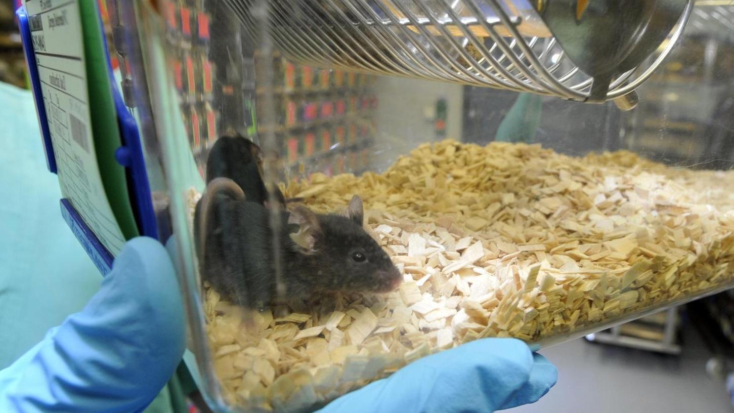 Eine Ratte im Labor der Uni Erlangen-Nürnberg.