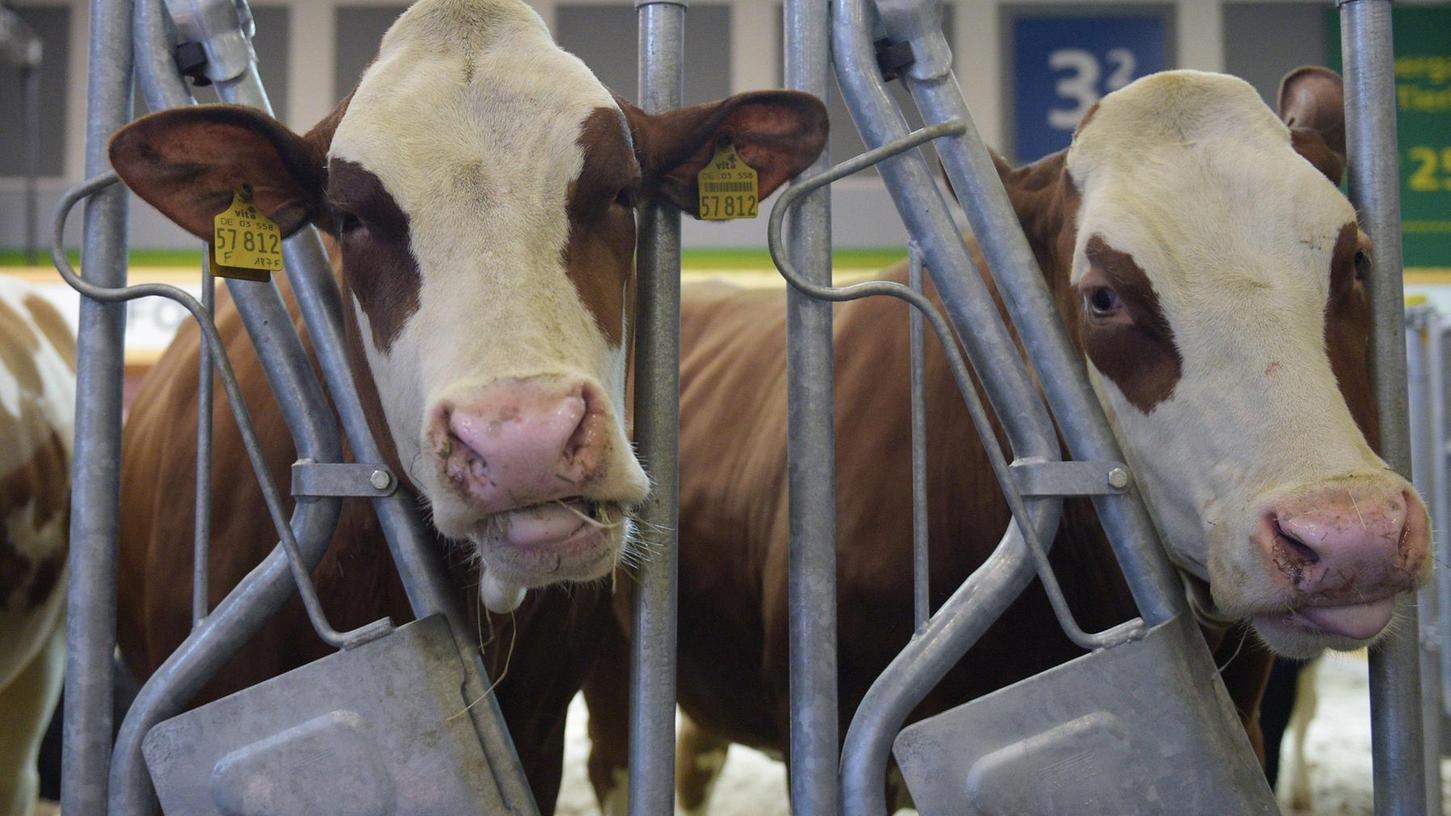 Rinderherpes bei Neumarkt: Drei Rinder notgeschlachtet 