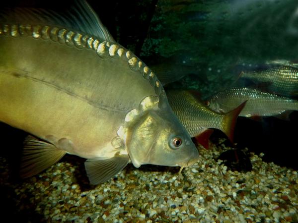 Jubiläum: 40.000. Besucherin im Karpfenmuseum Jubiläum: 40.000. Besucherin im Karpfenmuseum
