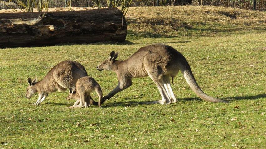 Auch das Känguru-Baby hat den Beutel seiner Mutter für eine Weile verlassen, um mit seinen Eltern das schöne Wetter zu genießen.