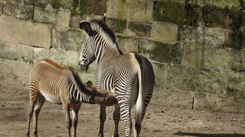 Grevyzebras wie diese bilden im Gegensatz zu anderen Zebraarten keine Herden - die engsten Bindungen bestehen zwischen den Stuten und ihren Fohlen, hier zu sehen an der Zebrastute und ihrem Nachwuchs im Nürnberger Tiergarten.