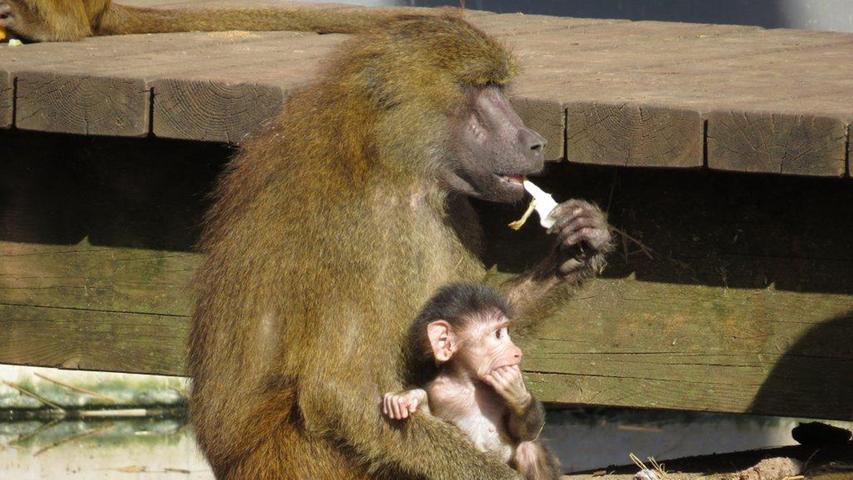 Dieser Pavian genehmigt sich gerade eine Banane, während sein Baby gemütlich in seinem Schoß sitzen darf.