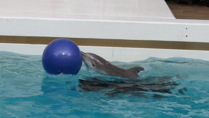 Von all dem Sonnenschein über Franken bekommt Name, das Delfinbaby im Tiergarten, relativ wenig mit. Noch ist sie nur im Delfinarium zu sehen, Frischluft konnte sie noch nicht schnuppern.