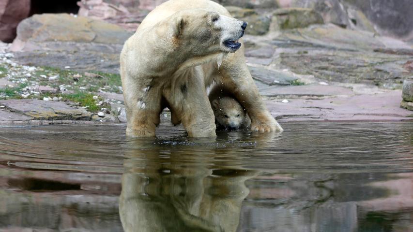 Eisbärbaby Charlotte zeigt sich erstmals den Zoo-Besuchern