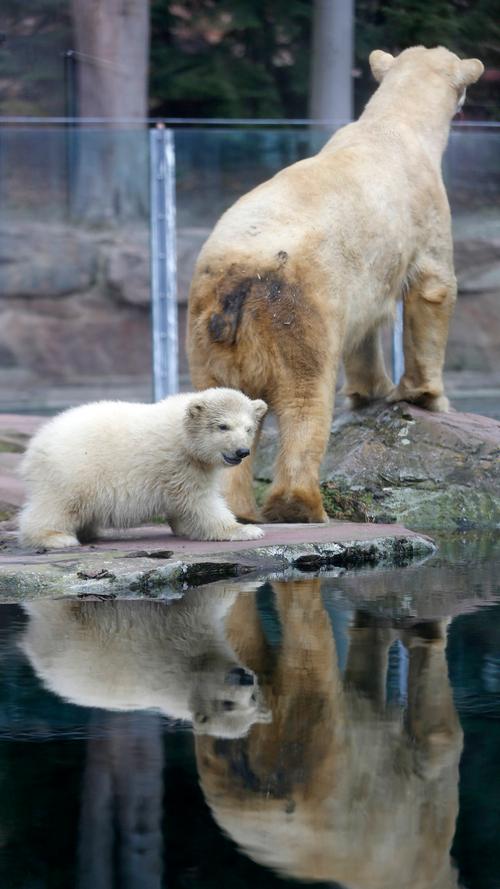 Eisbärbaby Charlotte zeigt sich erstmals den Zoo-Besuchern