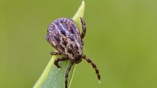 Die Wanderröte, also ein roter Fleck oder Ring um den Zeckenstich, der sich langsam nach außen ausdehnt, ist zwar das häufigste Symptom der Borreliose, tritt aber nicht immer auf. Möglich sind auch grippeähnliche Beschwerden wie Fieber, Abgeschlagenheit und Muskelschmerzen. Viele Infektionen bleiben auch asymptomatisch.