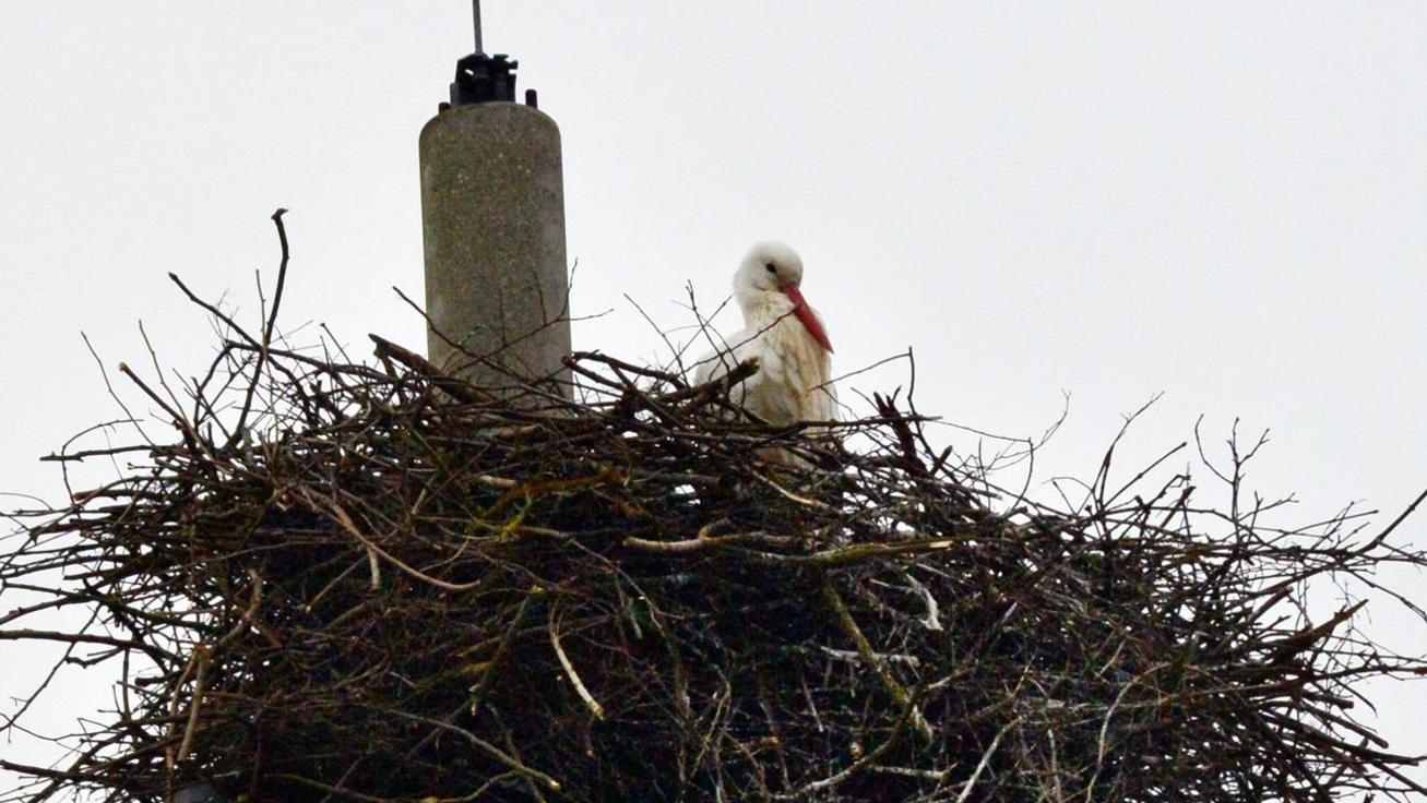 Baiersdorf: Storch baut Nest auf Funkmast