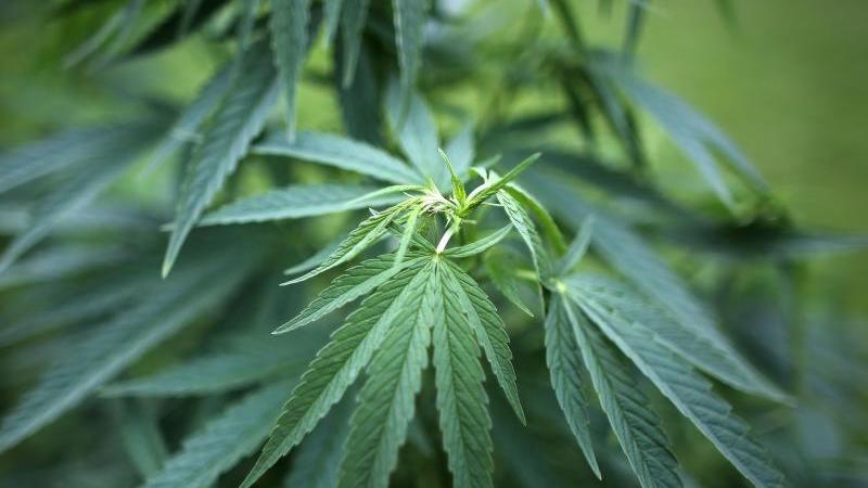 Nein, Cannabis wird natürlich (noch?) nicht legalisiert. Der Verkauf für medizinische Zwecke soll nun aber in geregelte Bahnen gelenkt werden.