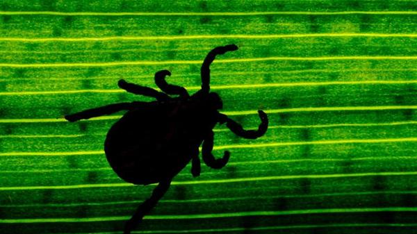 Eigentlich heißt es Zeckenstich, nicht Zeckenbiss. Zecken haben einen Stech- und Saugapparat, der aus zwei Mundwerkzeugen besteht. Mit diesen können sie die Haut des Wirtes aufschneiden beziehungsweise aufreißen. Anschließend verankern sie den mit Widerhaken besetzten Stechrüssel in der Wunde.