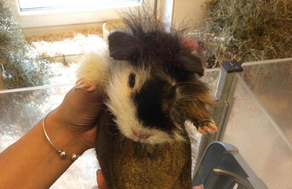 Die Meerschweinchen wurden zuallererst von einem Tierarzt untersucht. Die Meerschweinchen wurden zuallererst von einem Tierarzt untersucht.