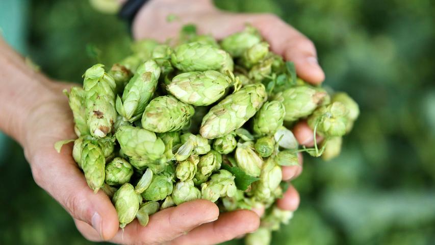 Lupulin ist ein in den Drüsen der weiblicher Hopfenblüten enthaltener Stoff, der dem Bier unter anderem sein leicht bitteres Aroma verleiht und dessen Haltbarkeit erhöht. Die klebrigen gelbgrünen Körner enthalten neben ätherischen Ölen zahlreiche Bitter- und Gerbstoffe, die auch den Schaum des Bieres stabilisieren und antiseptisch wirken. Lupulin ist ein in den Drüsen der weiblicher Hopfenblüten enthaltener Stoff, der dem Bier unter anderem sein leicht bitteres Aroma verleiht und dessen Haltbarkeit erhöht. Die klebrigen gelbgrünen Körner enthalten neben ätherischen Ölen zahlreiche Bitter- und Gerbstoffe, die auch den Schaum des Bieres stabilisieren und antiseptisch wirken.