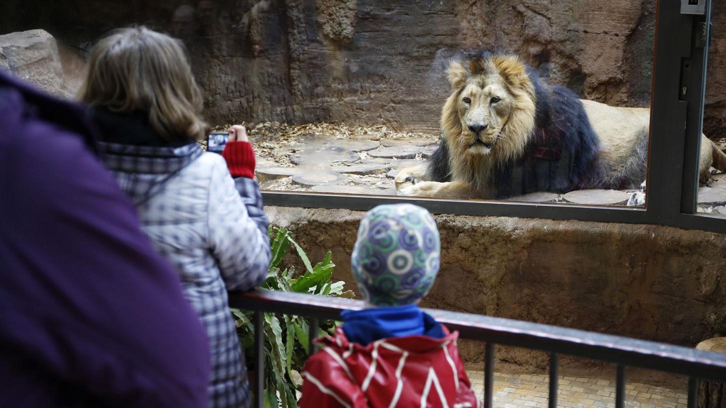 Immer mehr Besucher strömen in Bayerns Zoos. Auch der Tiergarten Nürnberg kann sich nicht beklagen.