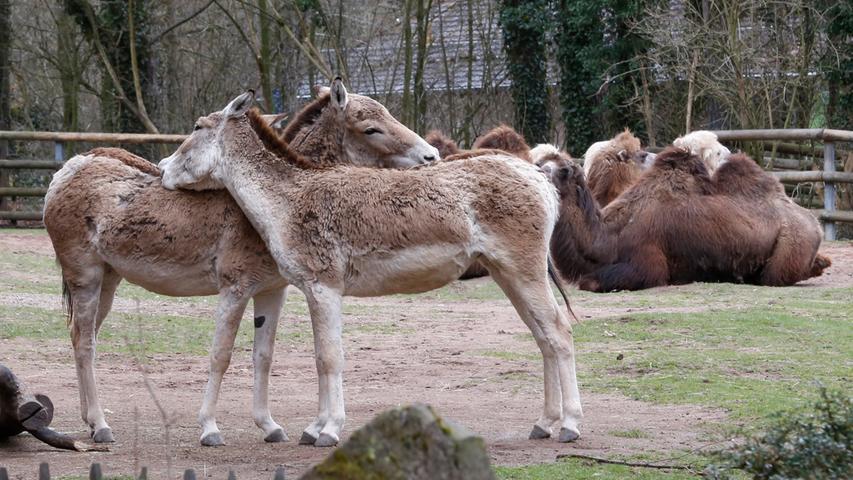 Kamele, Tiger und Co: Frühlingsfest im Tiergarten