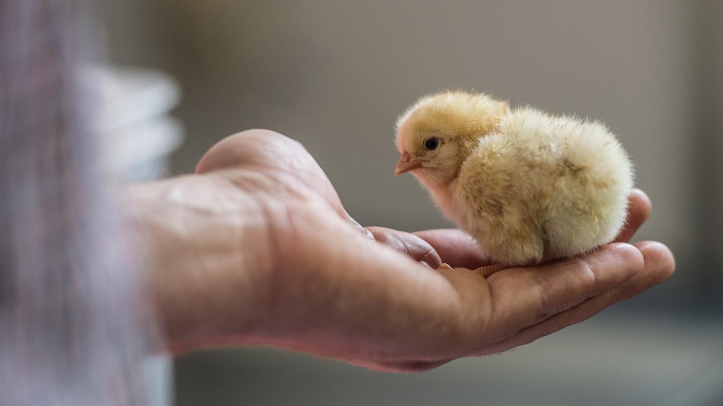 Allein in Deutschland werden jedes Jahr bis zu 50 Millionen Küken geschreddert, weil sie für die Eier-Produktion nutzlos sind.