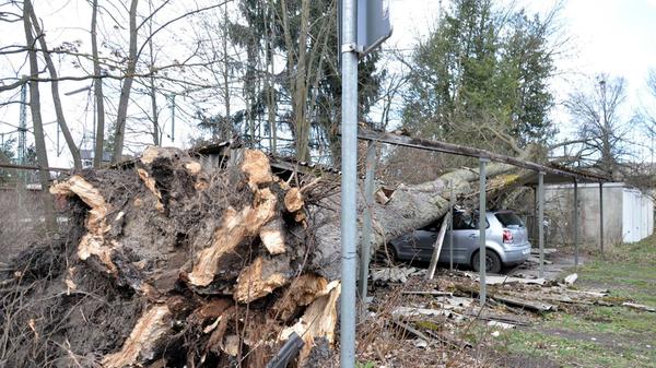 In Pleinfeld krachte ein riesiger Baum auf einen VW-Polo und machte den Kleinwagen förmlich platt. Glücklicherweise saß niemand in dem Auto.