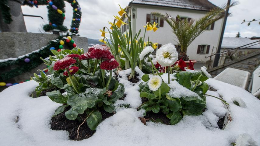 Auch die Frühlingsblumen waren in Mossbach winterlichen Bedingungen ausgesetzt.