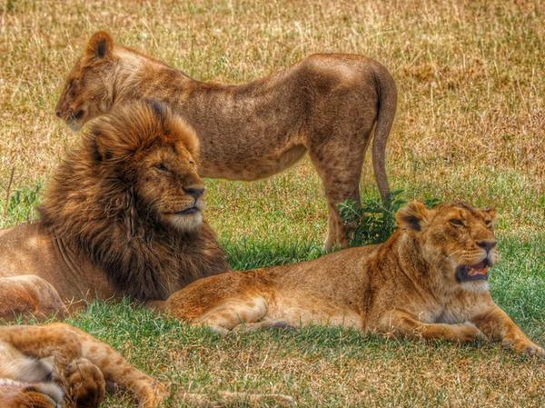 Viele Löwen leben in der Serengeti und liegen dann faul unter Bäumen.