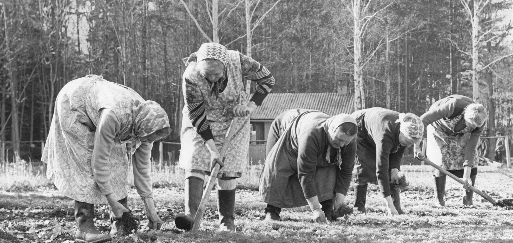 Wieder an der Tagesordnung: Frauen bei der Arbeit im Pflanzgarten. Wieder an der Tagesordnung: Frauen bei der Arbeit im Pflanzgarten.