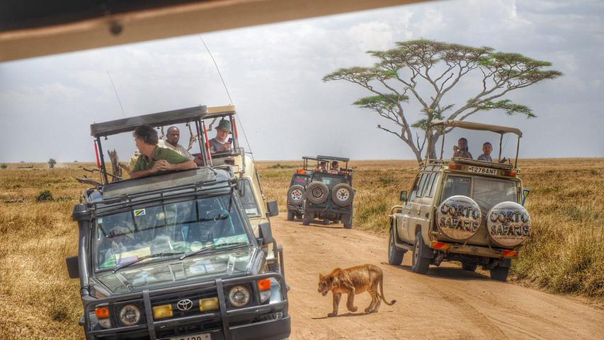 Löwen laufen völlig unbeeindruckt um die Jeeps herum.