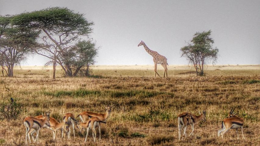 Vorne grasen Gazellen, hinten zieht eine Giraffe vorbeigehen.