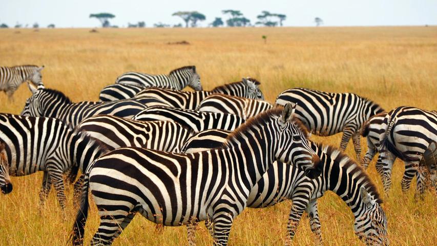 Eine Zebra-Herde grast in der Steppe.