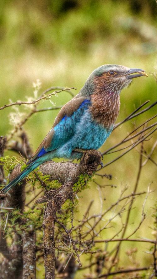 Einer der vielen hübschen Vögel in der Steppe Afrikas.