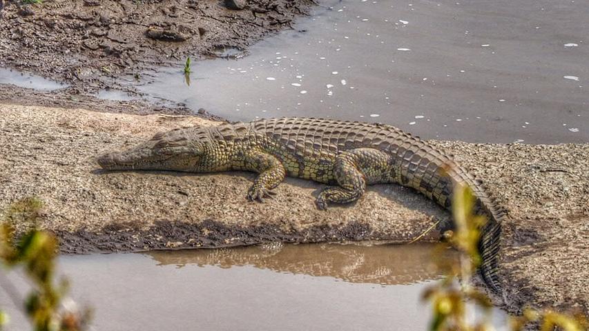 Krokodile lauern im Mara-Fluss.