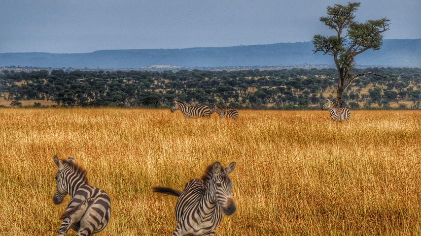 Zebras springen voller Lebensfreude übers Gras.